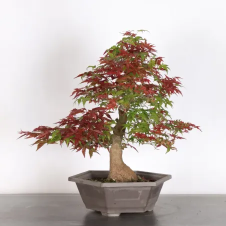 érable rouge du japon "acer deshojo" 1-23