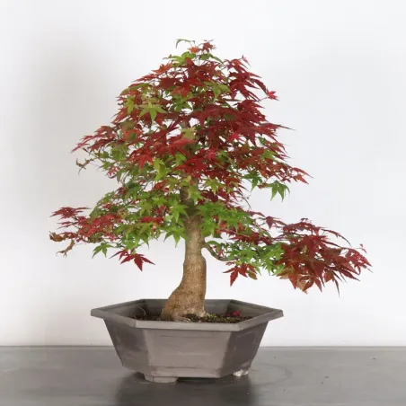 image supplémentaire - Japanese red maple "acer...