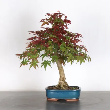 ÉRABLE ROUGE DU JAPON "ACER DESHOJO" 1-11