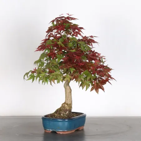 image supplémentaire - ÉRABLE ROUGE DU JAPON "ACER...