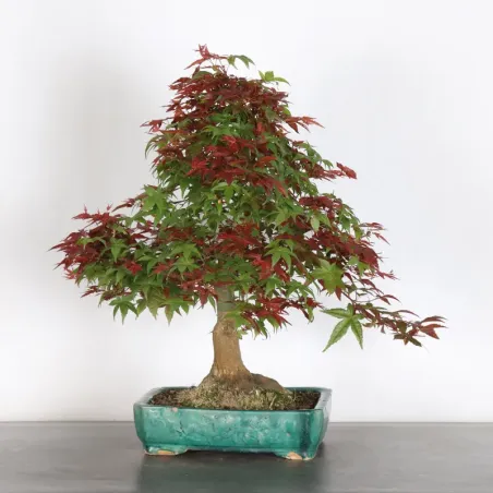 Bonsai Erable Palmatum Deshojo AD-4-1
