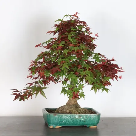 image supplémentaire - ÉRABLE ROUGE DU JAPON "ACER...