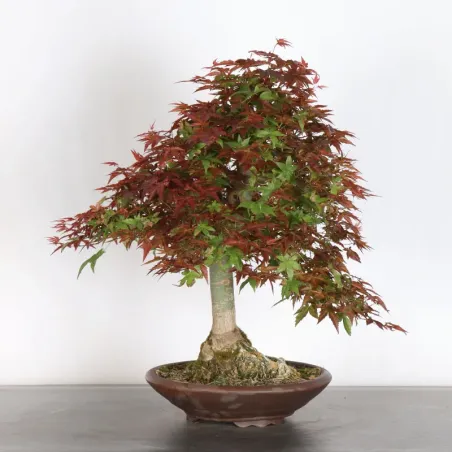 Bonsai Erable Palmatum Deshojo AD-3-1