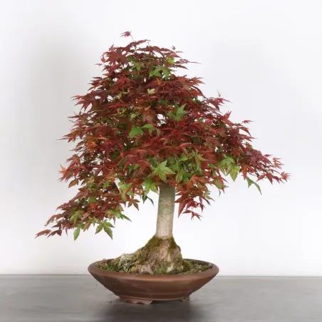 image supplémentaire - ÉRABLE ROUGE DU JAPON "ACER...