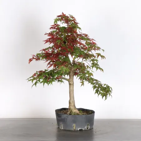 JAPANESE RED MAPLE "ACER DESHOJO" 1-5
