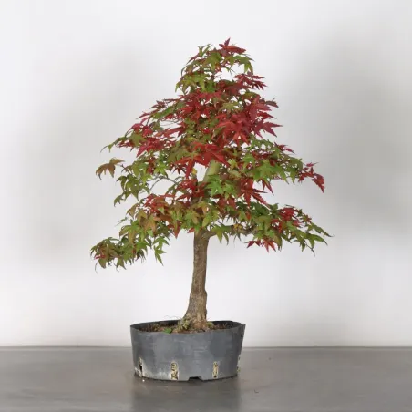 image supplémentaire - ÉRABLE ROUGE DU JAPON "ACER...