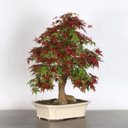 image supplémentaire - ÉRABLE ROUGE DU JAPON "ACER...