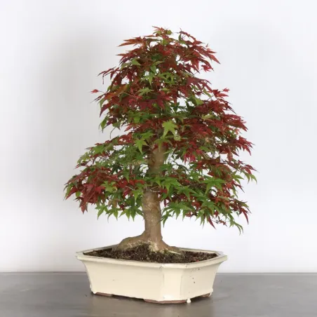 Bonsai Erable Palmatum Deshojo AD-4-1