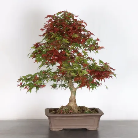 ÉRABLE ROUGE DU JAPON "ACER DESHOJO" 1-22