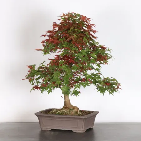 image supplémentaire - JAPANESE RED MAPLE "ACER...