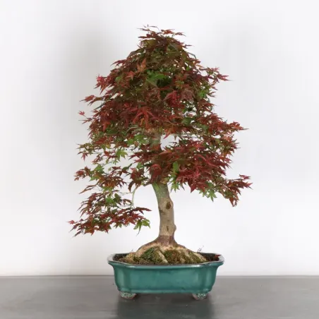ÉRABLE ROUGE DU JAPON "ACER DESHOJO" 4-3