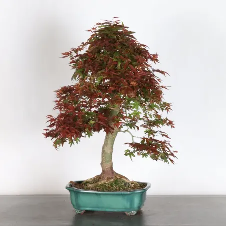 image supplémentaire - ÉRABLE ROUGE DU JAPON "ACER...