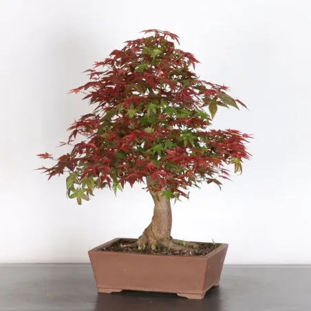 ÉRABLE ROUGE DU JAPON "ACER DESHOJO" 3-13