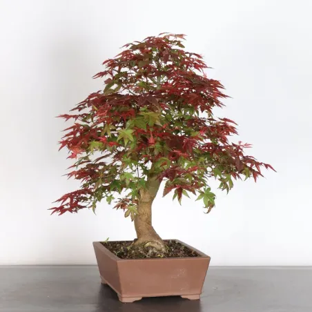image supplémentaire - JAPANESE RED MAPLE "ACER...