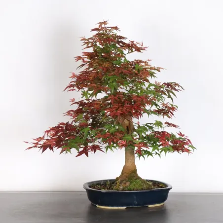 ÉRABLE ROUGE DU JAPON "ACER DESHOJO" 3-19