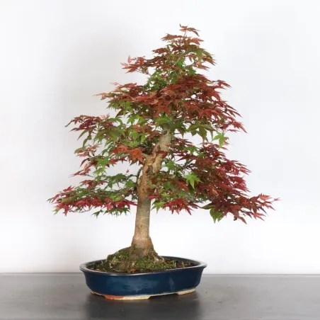 image supplémentaire - ÉRABLE ROUGE DU JAPON "ACER...