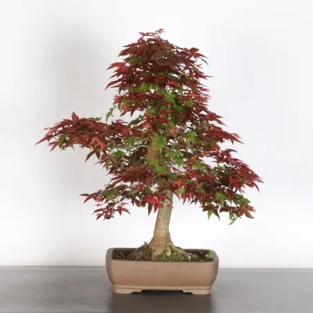 Bonsai Erable Palmatum Deshojo AD-4-2