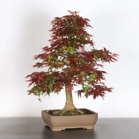 image supplémentaire - ÉRABLE ROUGE DU JAPON "ACER...