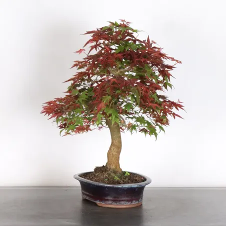 image supplémentaire - ÉRABLE ROUGE DU JAPON "ACER...