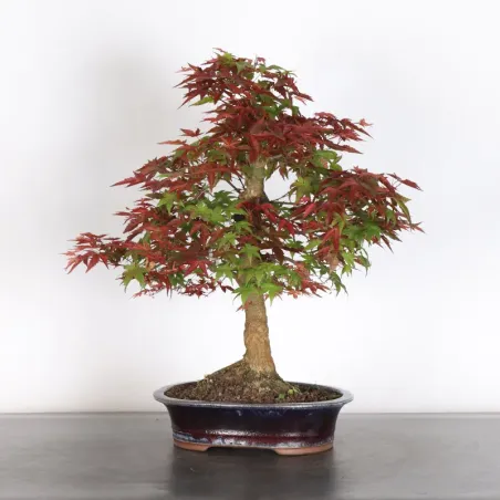 ÉRABLE ROUGE DU JAPON "ACER DESHOJO" 3-12