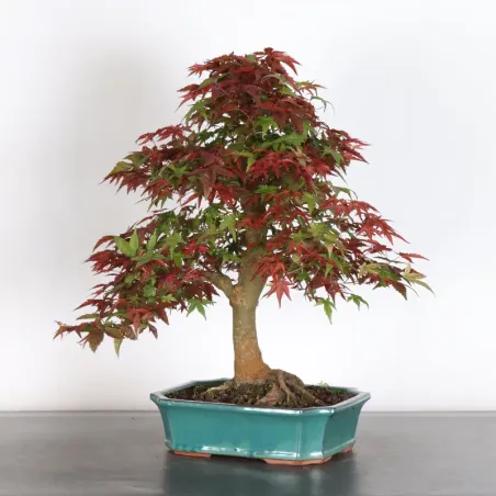 image supplémentaire - ÉRABLE ROUGE DU JAPON "ACER...