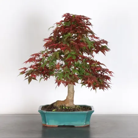 ÉRABLE ROUGE DU JAPON "ACER DESHOJO" 3-20