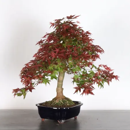 ÉRABLE ROUGE DU JAPON "ACER DESHOJO" 4-5