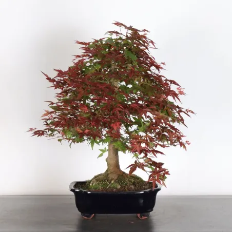 image supplémentaire - ÉRABLE ROUGE DU JAPON "ACER...