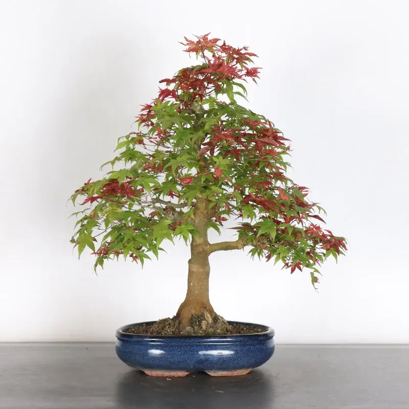 JAPANESE RED MAPLE "ACER DESHOJO" 1-8