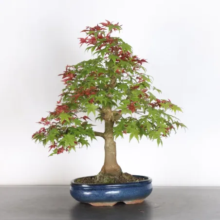 image supplémentaire - ÉRABLE ROUGE DU JAPON "ACER...