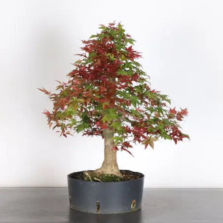 Bonsai Acer Deshojo AD-1-9