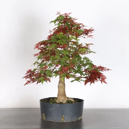 image supplémentaire - ÉRABLE ROUGE DU JAPON "ACER...