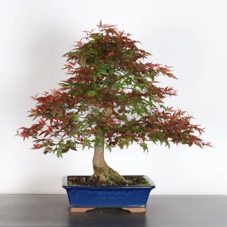 ÉRABLE ROUGE DU JAPON "ACER DESHOJO" 4-9