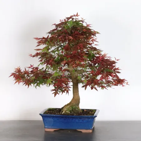 image supplémentaire - JAPANESE RED MAPLE "ACER...