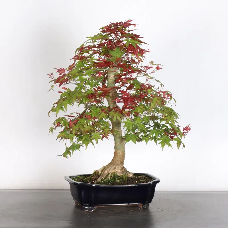 image supplémentaire - ÉRABLE ROUGE DU JAPON "ACER...