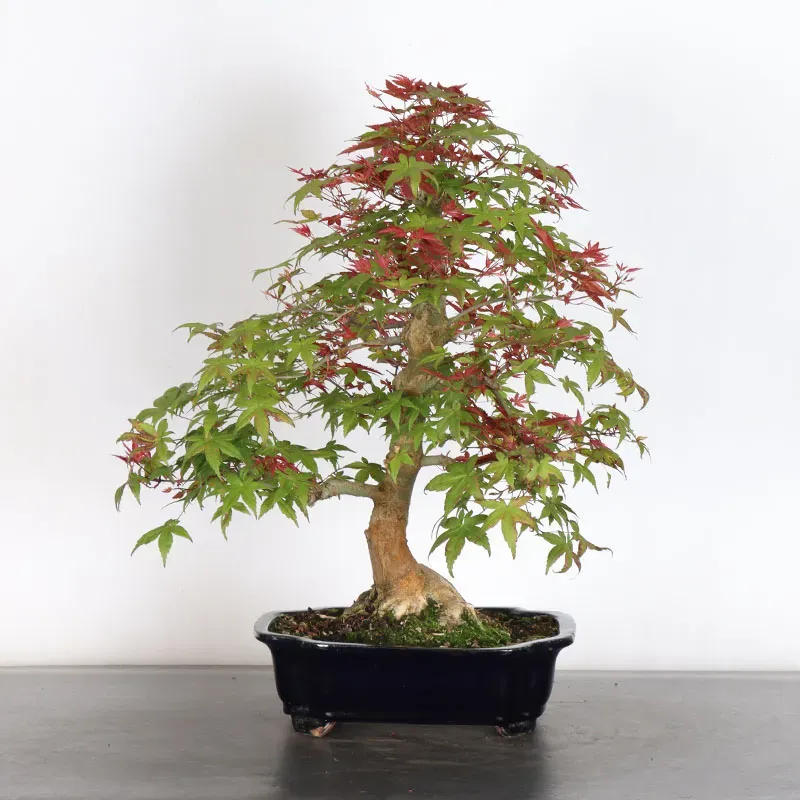 ÉRABLE ROUGE DU JAPON "ACER DESHOJO" 1-10