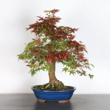 ÉRABLE ROUGE DU JAPON "ACER DESHOJO" 4-13