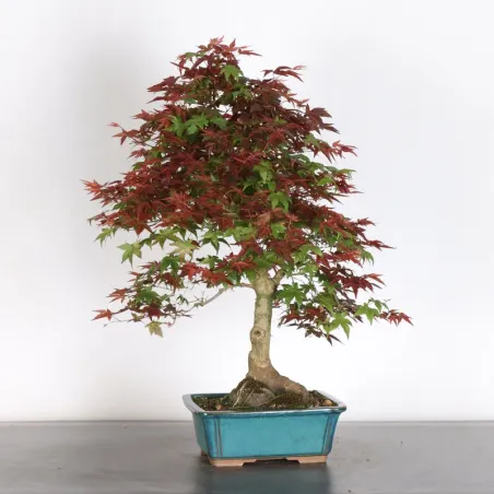 image supplémentaire - érable rouge du japon "acer...