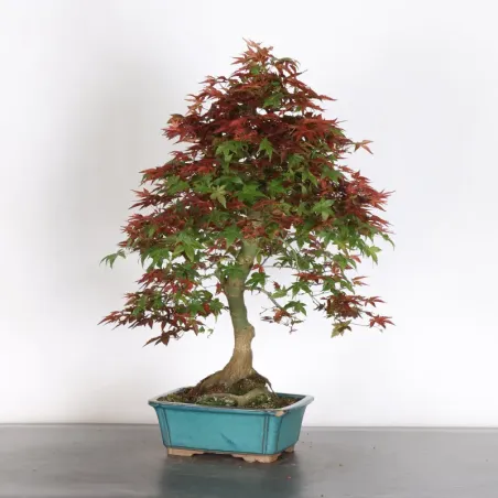 érable rouge du japon "acer deshojo" 4-18 (pot ébréché)