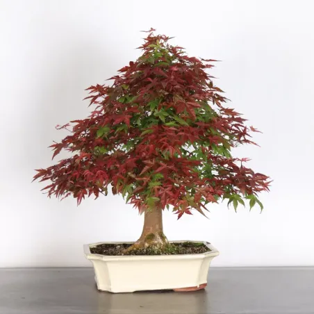 image supplémentaire - ÉRABLE ROUGE DU JAPON "ACER...