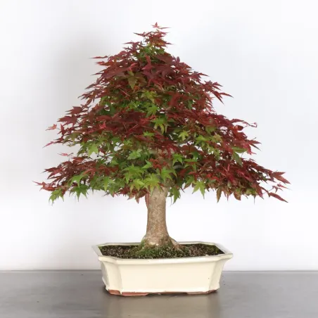 JAPANESE RED MAPLE "ACER DESHOJO" 4-7
