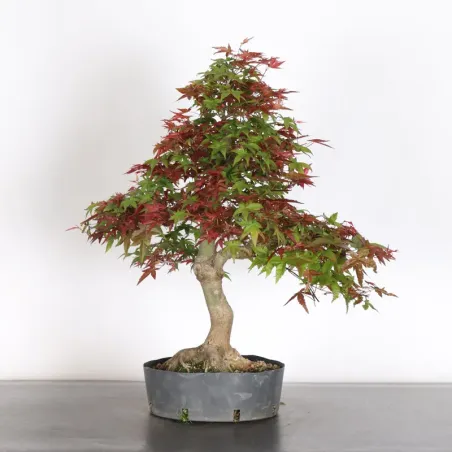 image supplémentaire - ÉRABLE ROUGE DU JAPON "ACER...