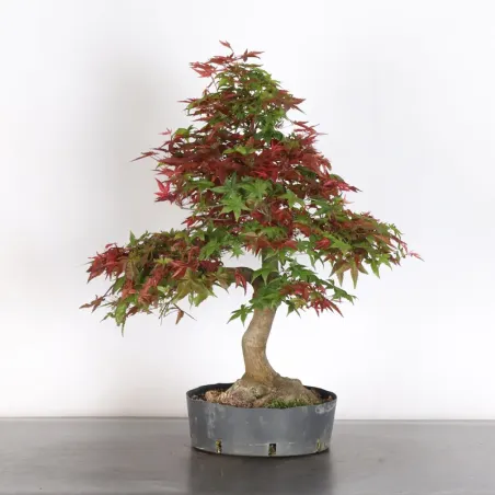 JAPANESE RED MAPLE "ACER DESHOJO" 1-12