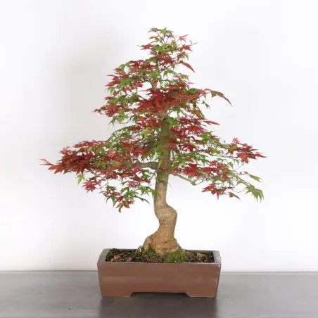 JAPANESE RED MAPLE "ACER DESHOJO" 4-12