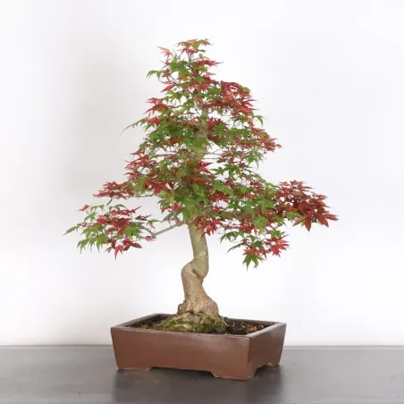image supplémentaire - ÉRABLE ROUGE DU JAPON "ACER...
