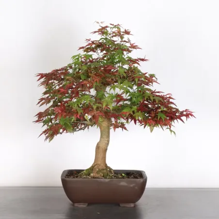 ÉRABLE ROUGE DU JAPON "ACER DESHOJO" 4-6