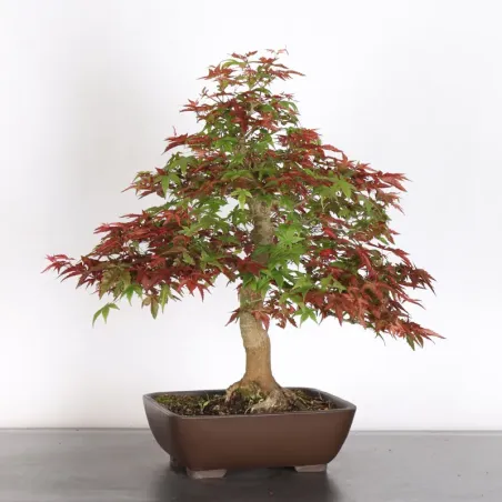 image supplémentaire - JAPANESE RED MAPLE "ACER...