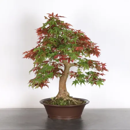 image supplémentaire - ÉRABLE ROUGE DU JAPON "ACER...
