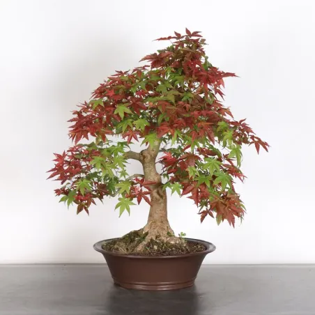 Bonsai Acer Deshojo AD-3-9
