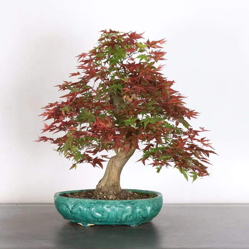JAPANESE RED MAPLE "ACER DESHOJO" 3-5